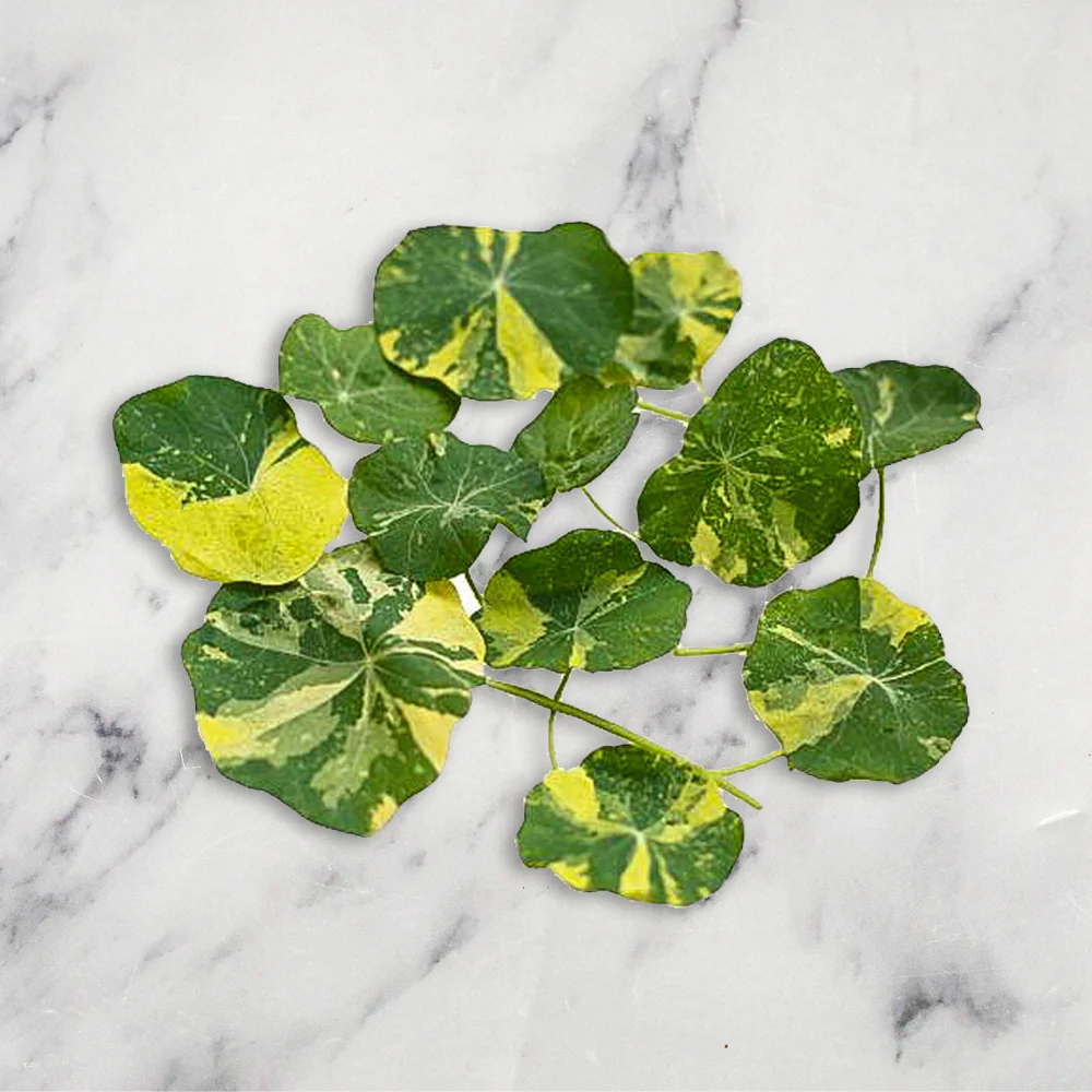 Nasturtium Leaves, 20g