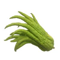 Buddha's Hand Fruit, x 1 - Image 2