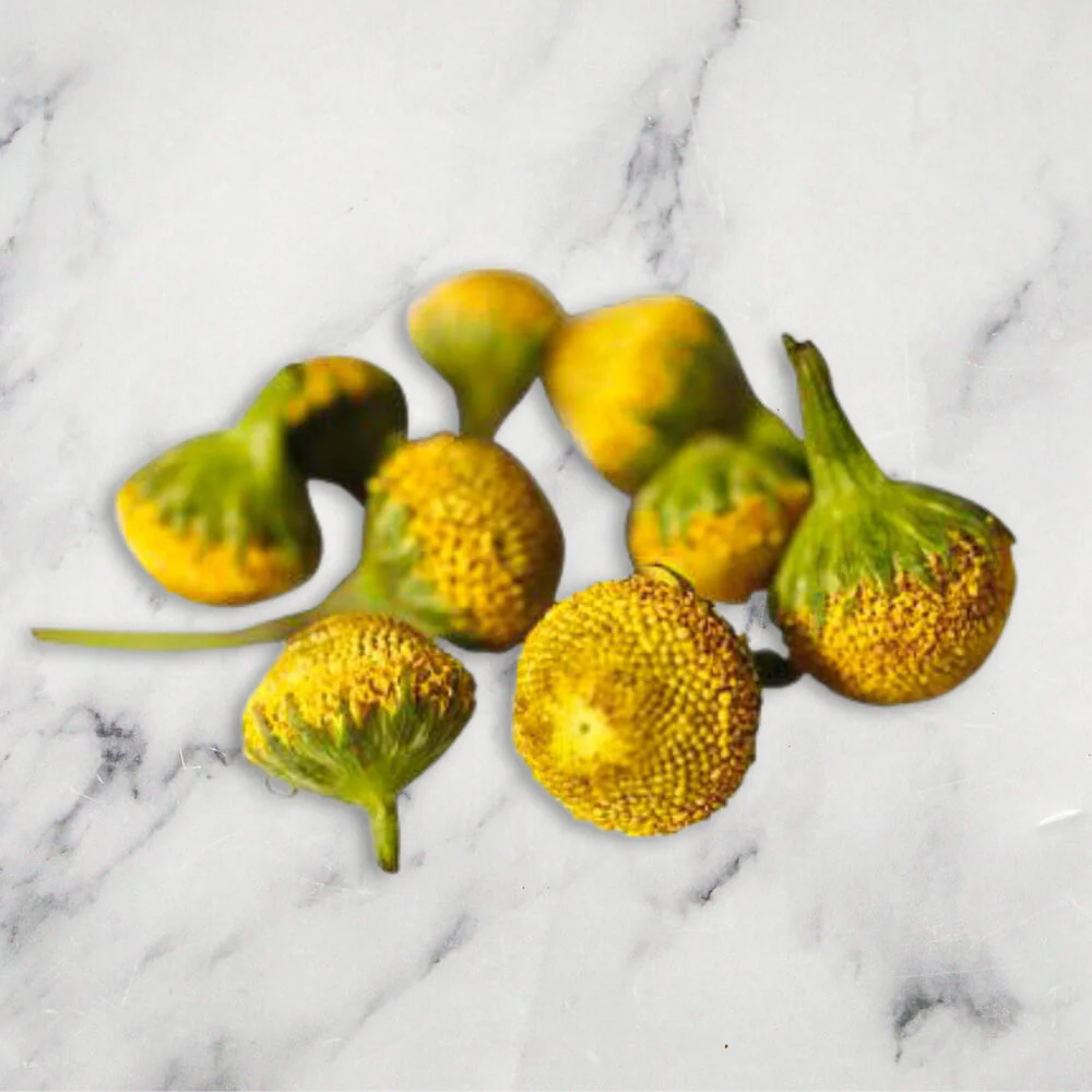 Buzz Buttons, 1 x Punnet