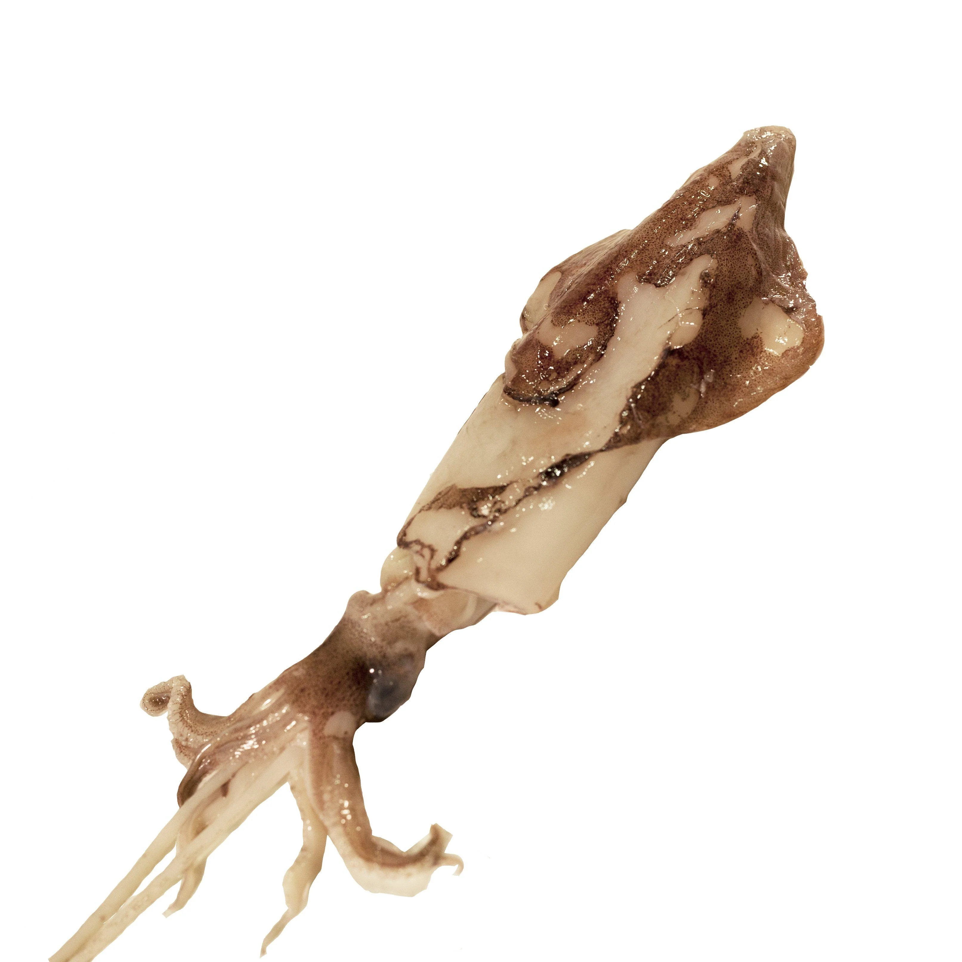 Squid, Fresh & Whole, 300-500g each, +/-2kg - Image 2