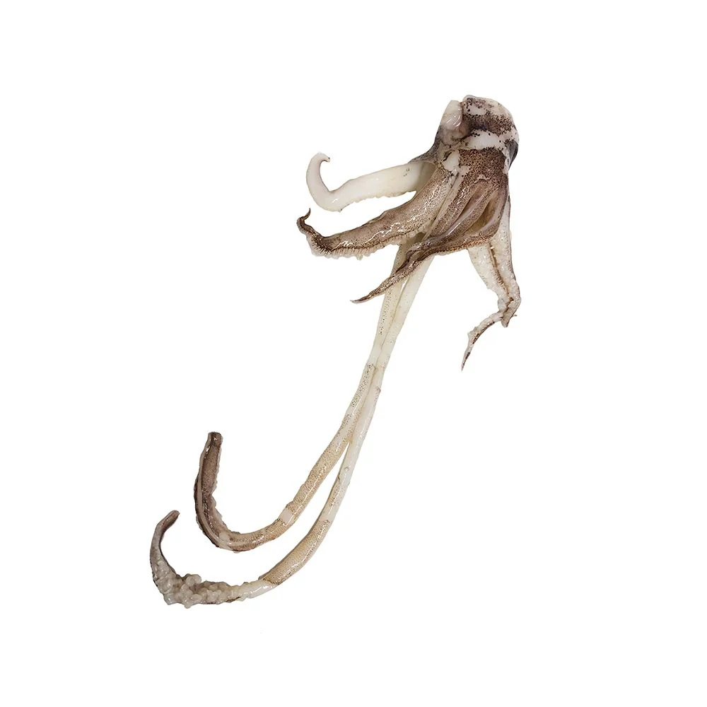 Squid, Fresh & Whole, 300-500g each, +/-2kg - Image 3