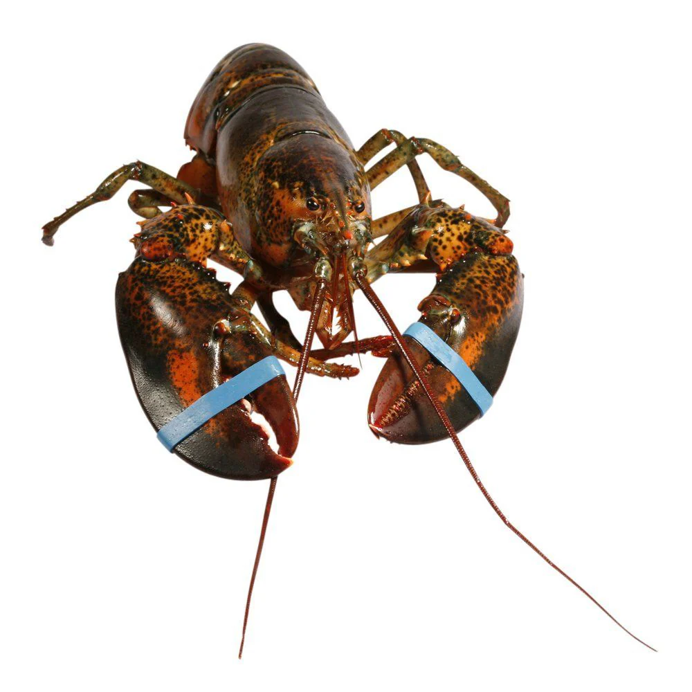 Canadian Lobster, Large, Live, 2 x 650-800g - Image 3