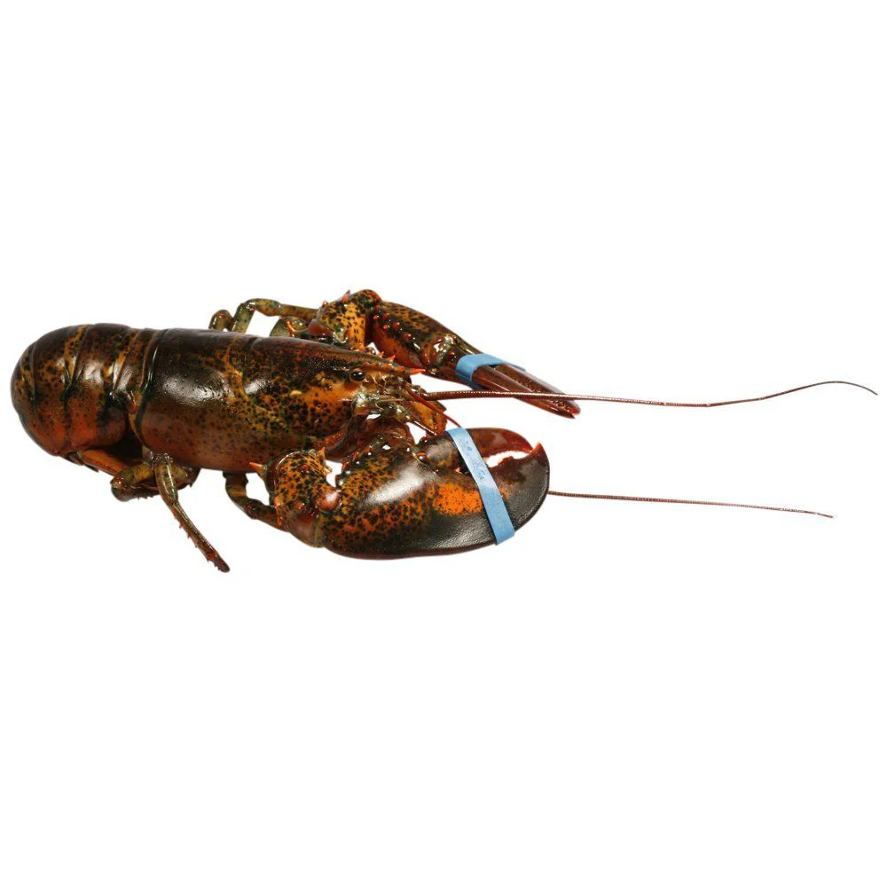 Canadian Lobster, Live, Small, 2 x 550-600g - Image 2