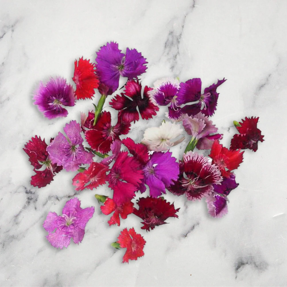 Dianthus, x 1 Punnet - Image 2