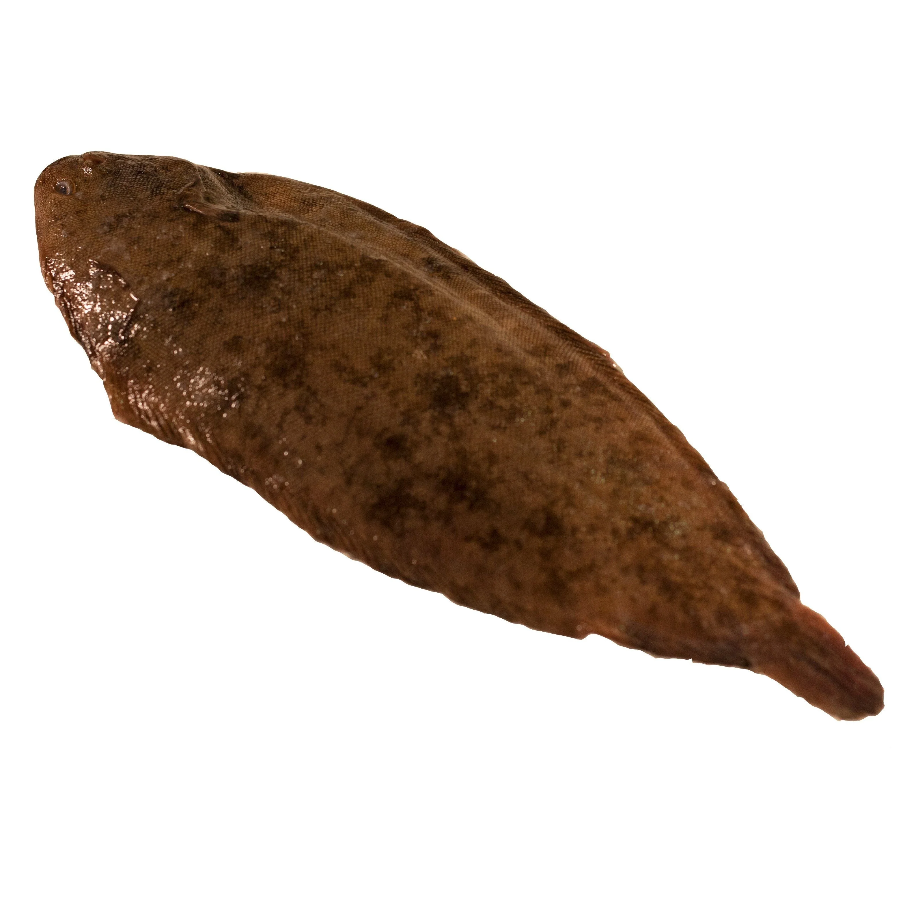 Whole Dover Sole, Fresh, 2 x 500/600g - Image 2