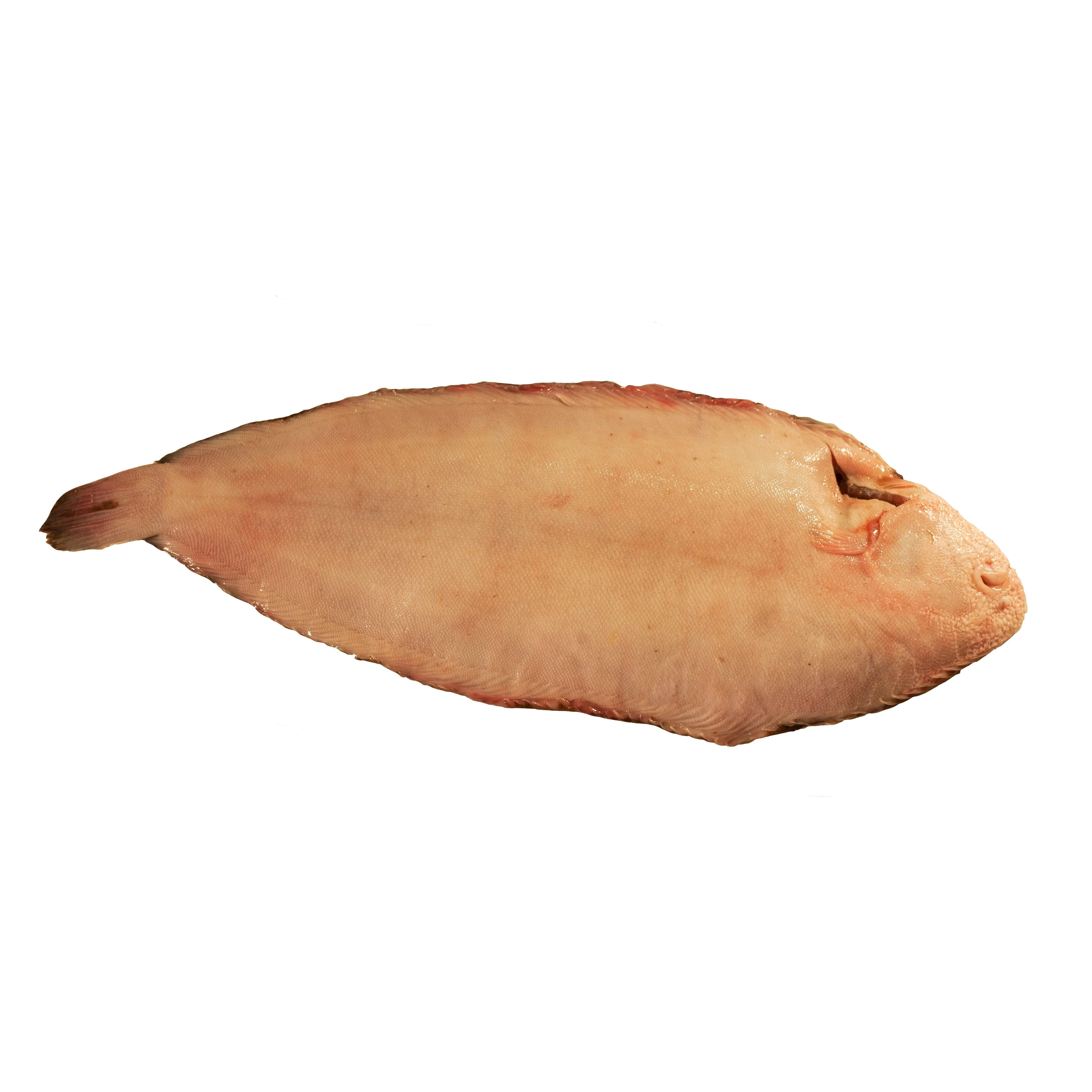 Whole Dover Sole, Fresh, 2 x 500/600g - Image 3
