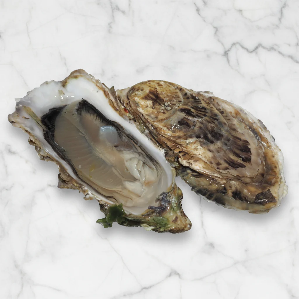 Fine Claire Oysters, Fresh, x 25