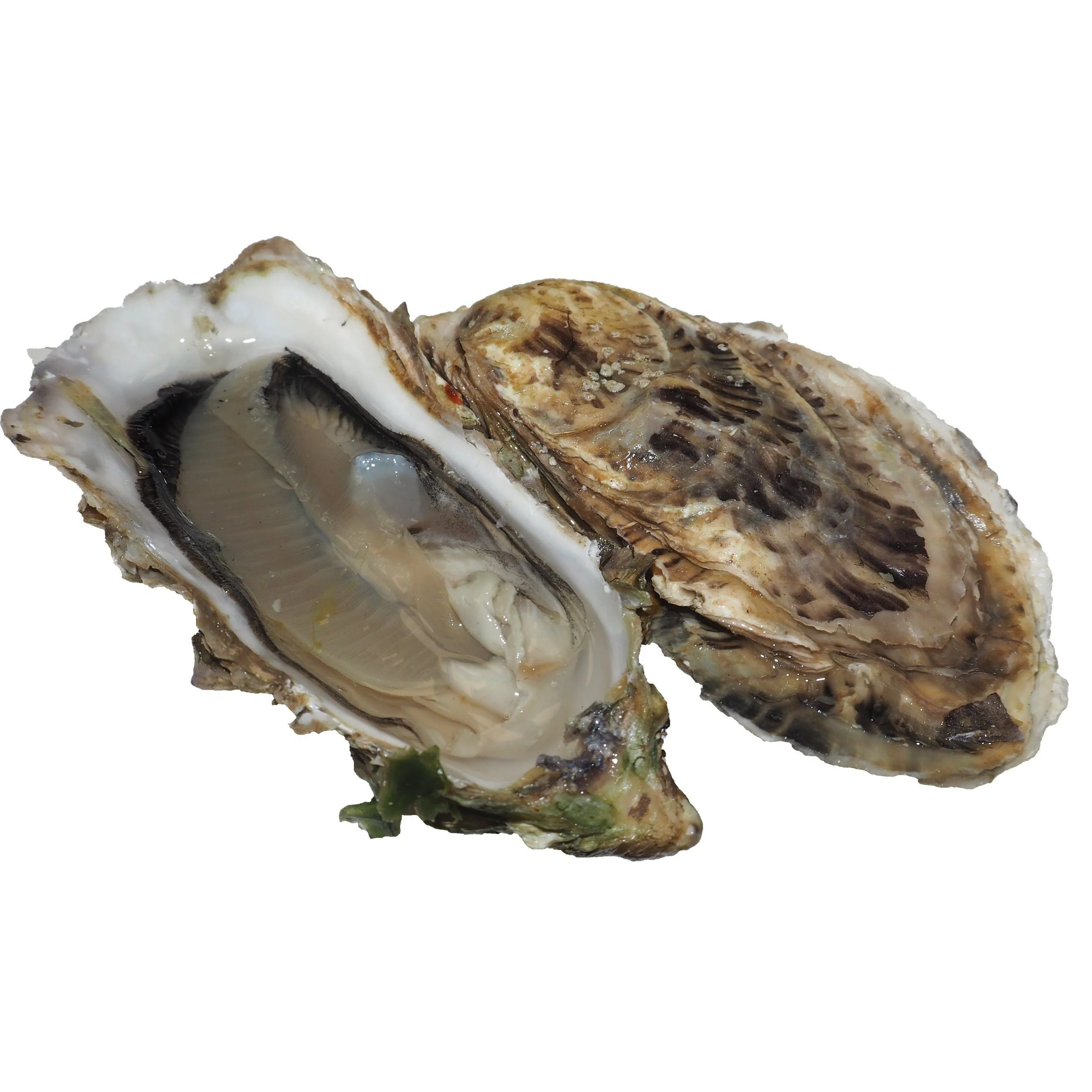 Fine Claire Oysters, Fresh, x 25 - Image 3