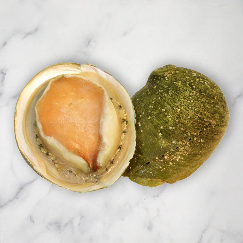 Large Abalone, Frozen, (+/-11cm), 1 Shell, +/-200g - Image 3
