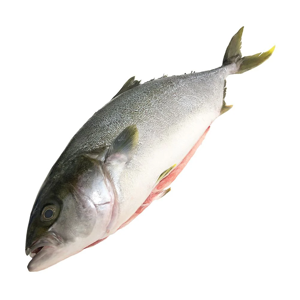 Hamachi, Sashimi Grade, Fresh, Scaled and Gutted, 2-3kg - Image 3