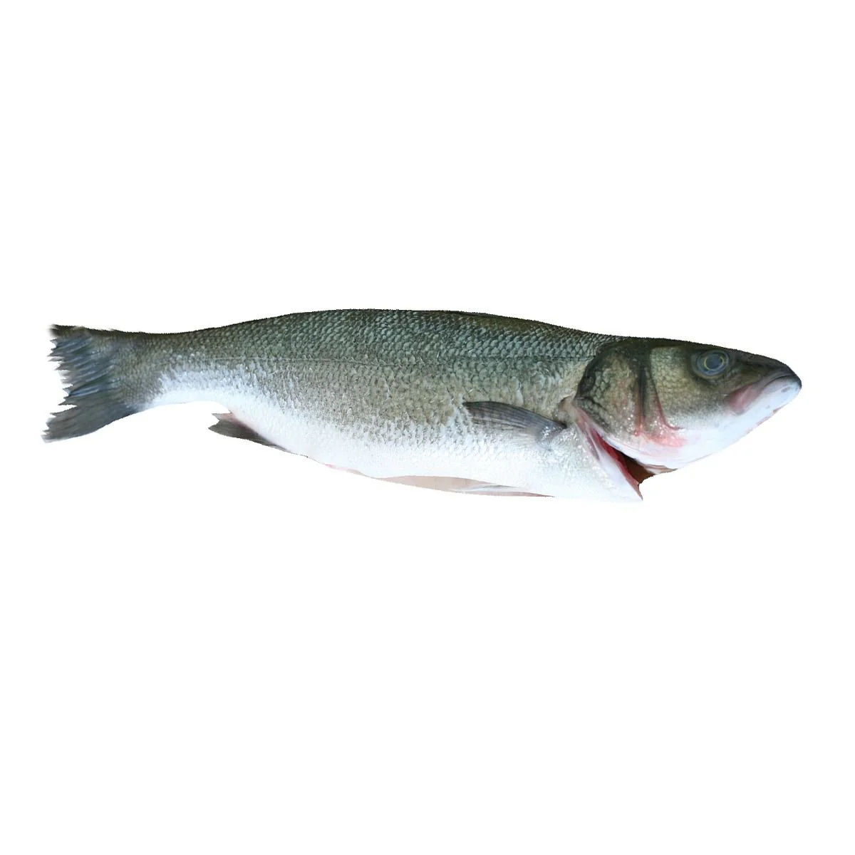Sea Bass, Fresh, 2-3kg - Image 2