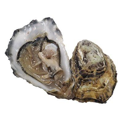 Maldon Oysters, Fresh, x 25 - Image 2