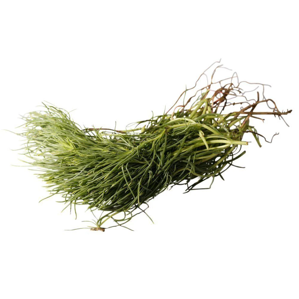 Monk's Beard, x 1 Bunch
