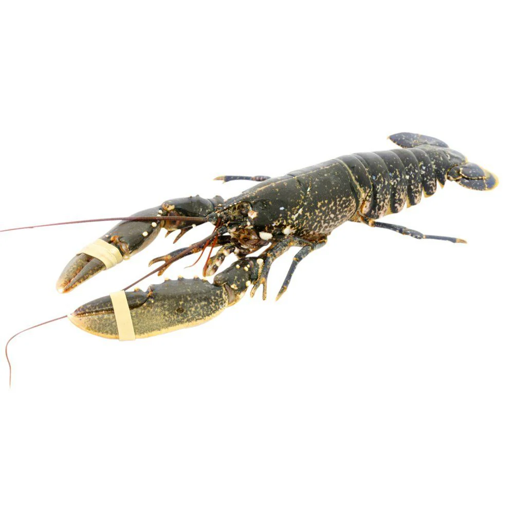 Native Lobster, Live, 2 x 600-800g - Image 2