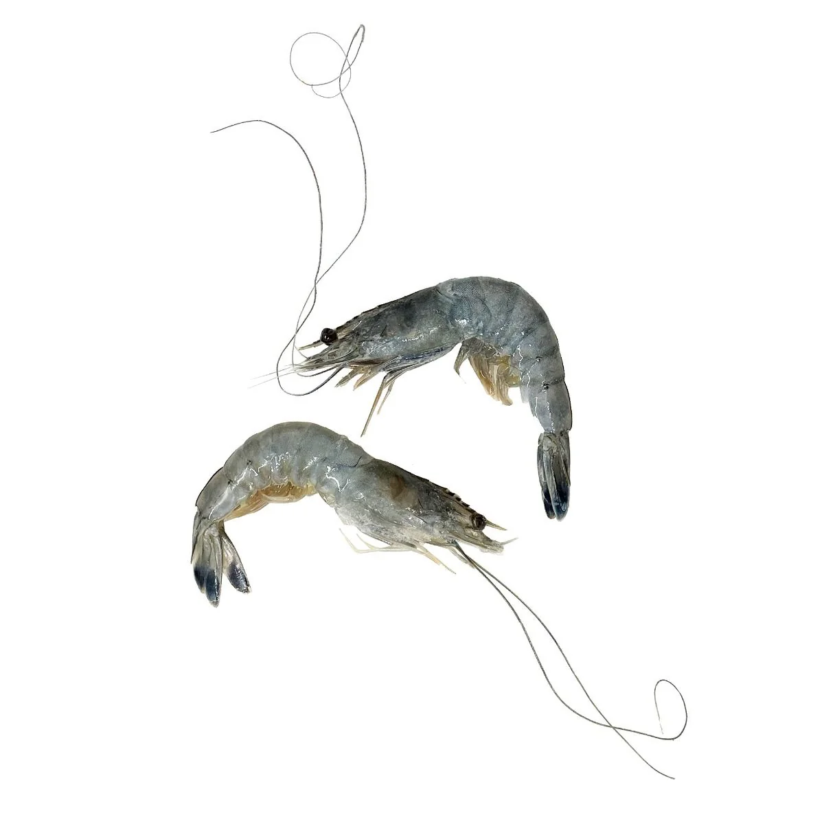 Obsiblue Prawns, Sashimi Grade, Frozen, 500g (11/12 Pcs) - Image 2