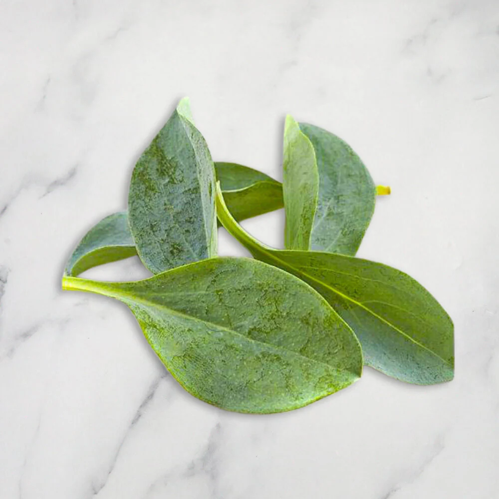 Oyster Leaves, 30g