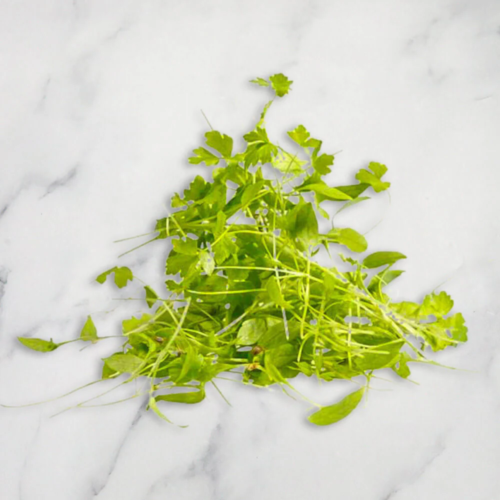 Parsley Micro Herb, 30g - Image 2