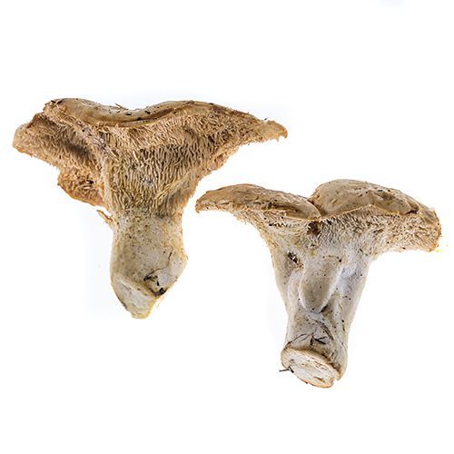 Pied de Mouton Mushrooms, Fresh - Image 2