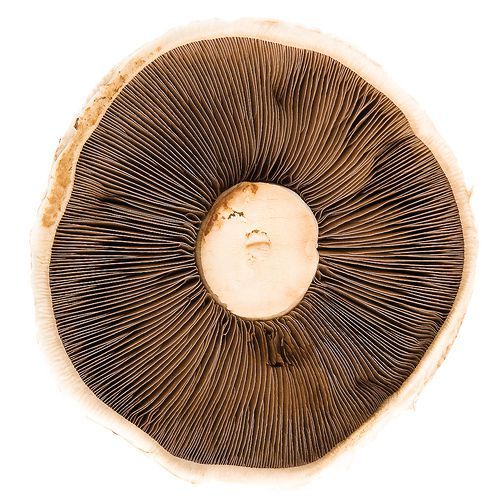 Portobello Mushrooms, 1.5kg - Image 2