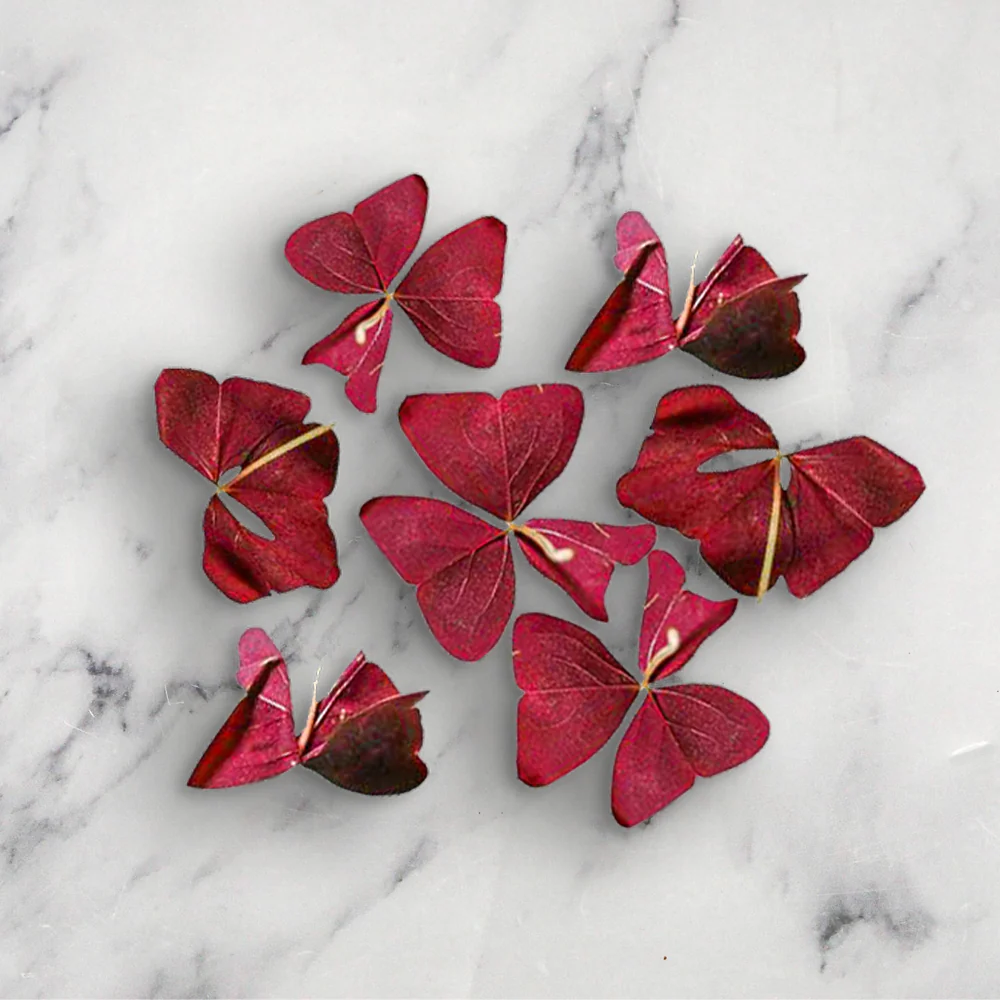 Red Butterfly Sorrel - Image 2