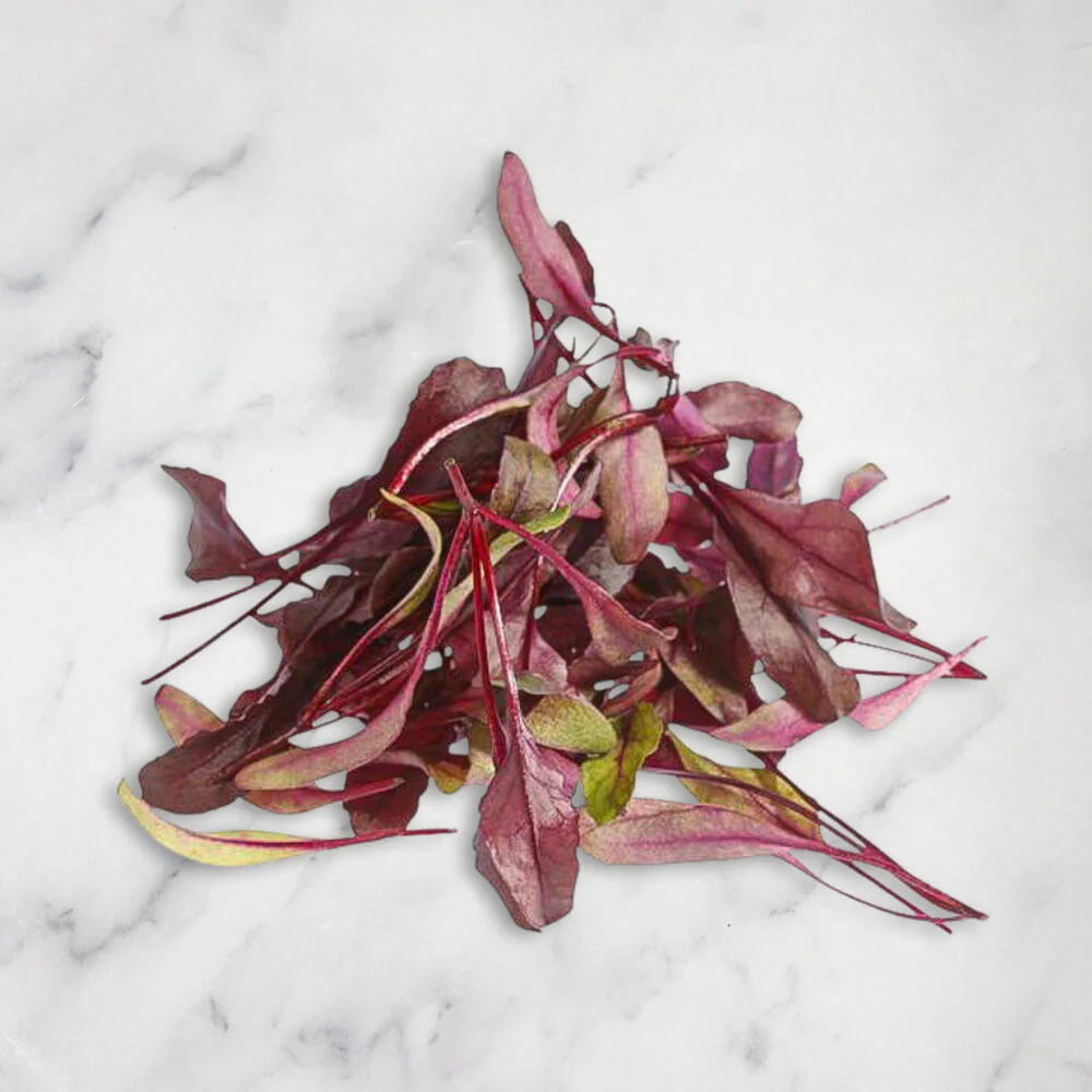 Red Chard Micro Herb, 30g