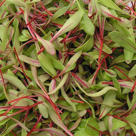 Red Chard Micro Herb, 30g - Image 2