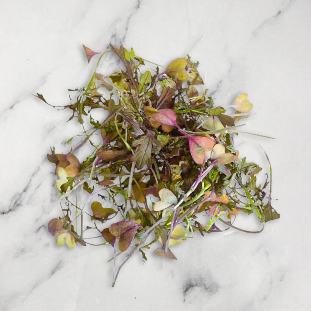 Red Mustard Frills, Micro Herb, 30g