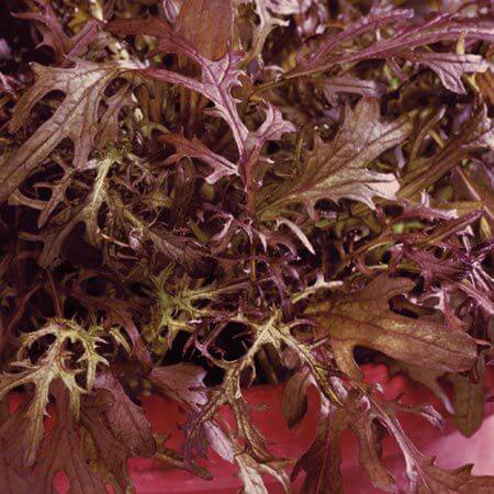 Red Mustard Frills, Micro Herb, 30g - Image 2