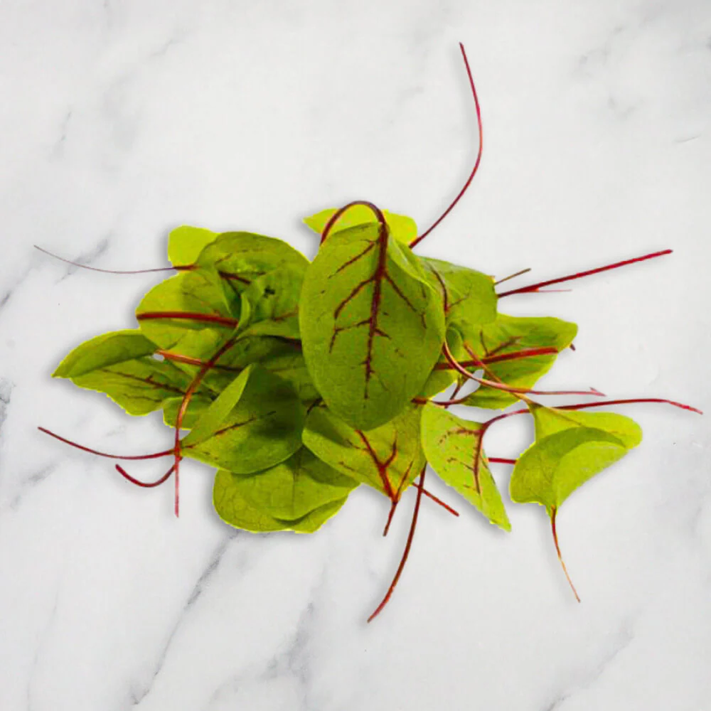 Red Vein Sorrel, 30g - Image 2