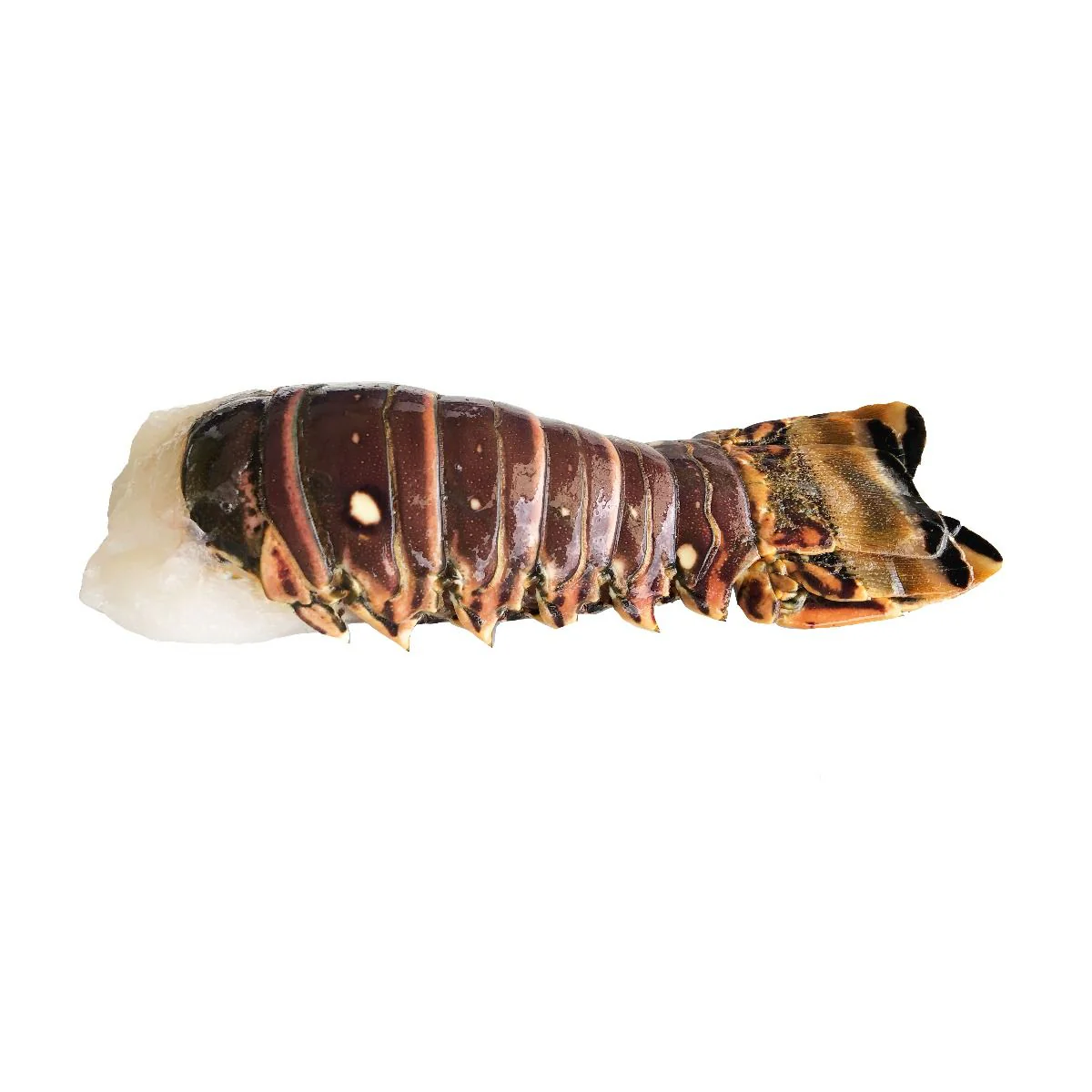 Rock Lobster Tail, Frozen, +/-220g - Image 2