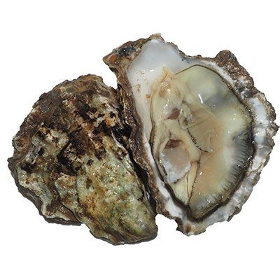 Rock Oysters, Fresh, x 25 - Image 2