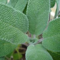 Sage, 3 x 40g - Image 2