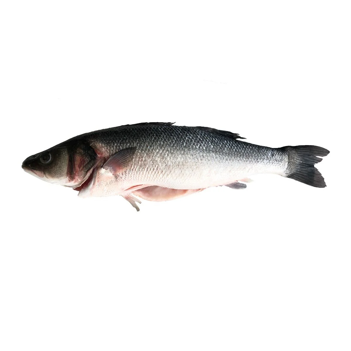 Sea Bass, Fresh, 800g-1kg - Image 2