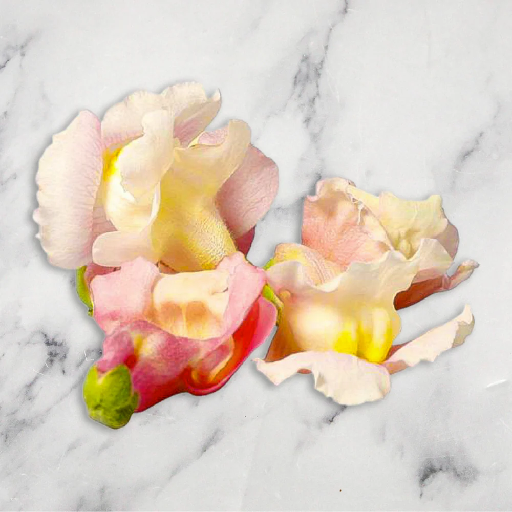 Snapdragon Flowers, x 1 Punnet - Image 2