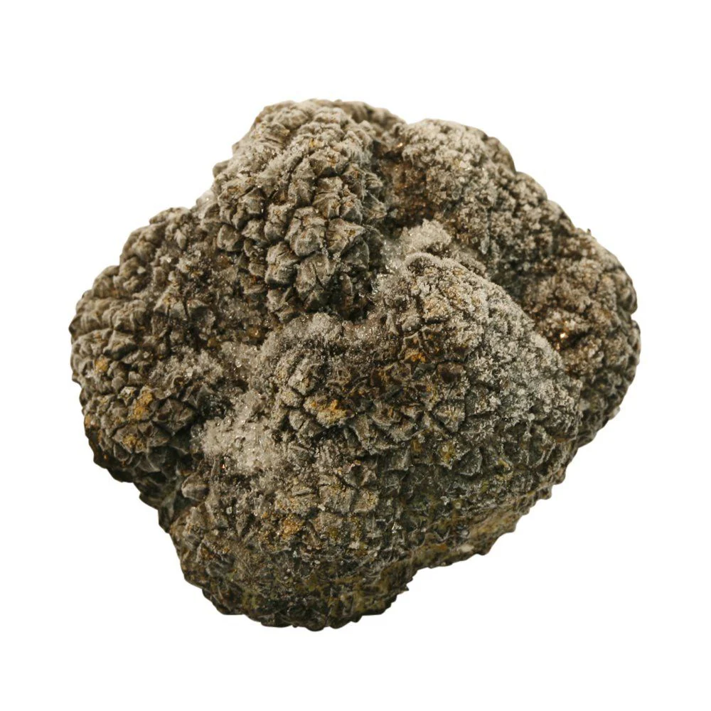 Summer Truffle, Frozen, +/-100g - Image 2