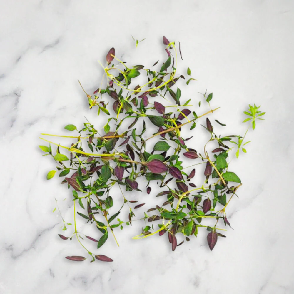 Micro Thyme, x 1 Punnet - Image 2