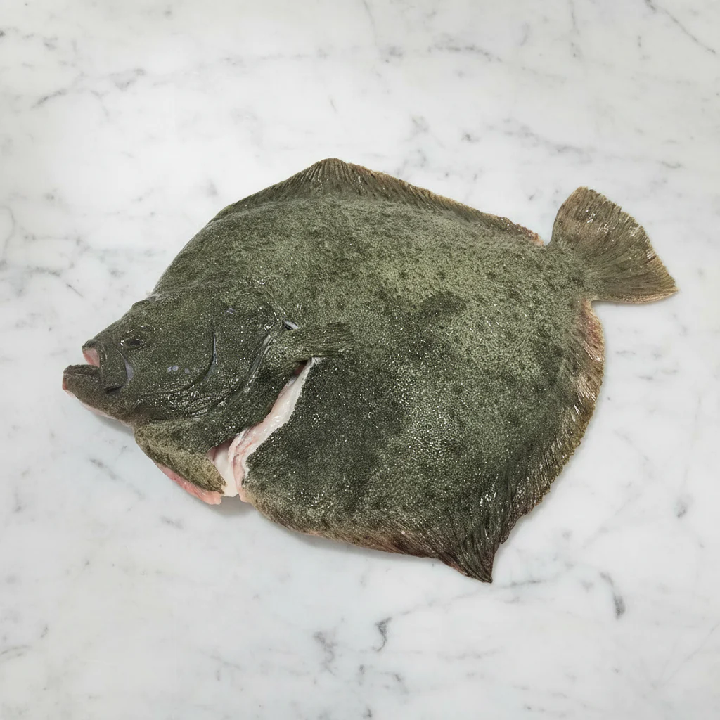 Turbot, Whole, Fresh, 1-2kg