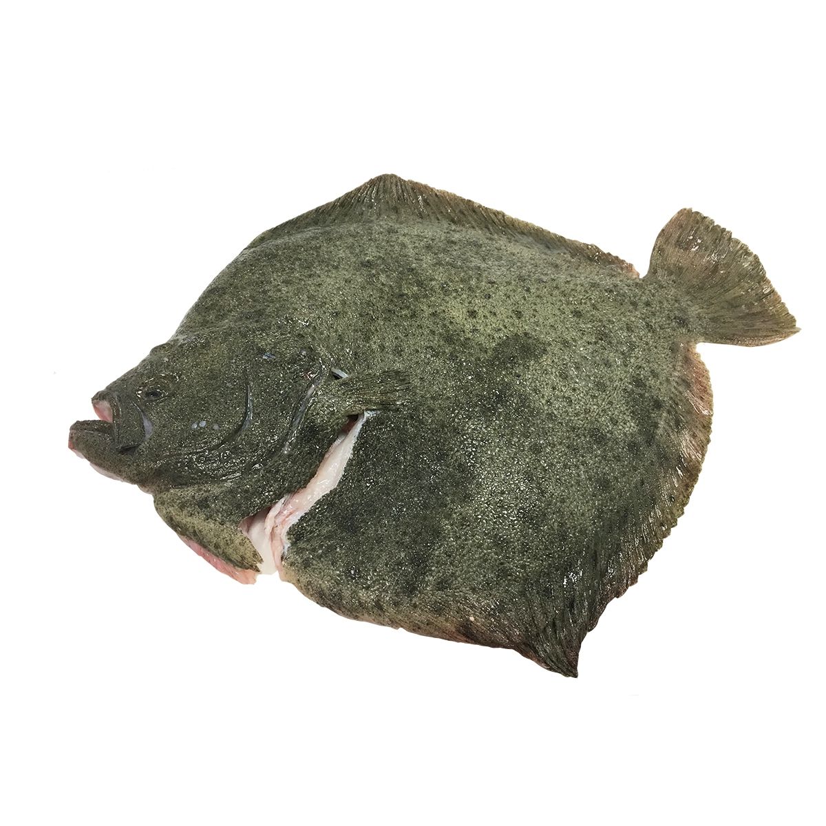 Turbot, Whole, Fresh, 1-2kg - Image 2