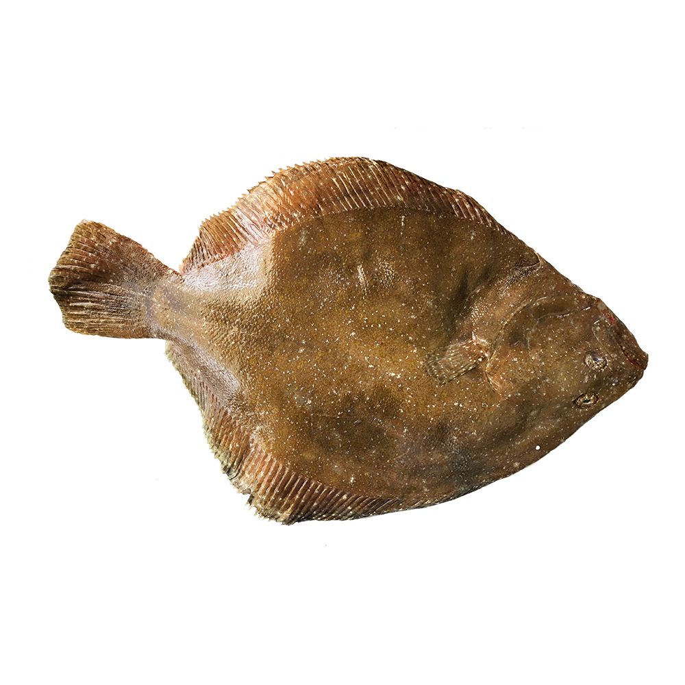 Whole Brill, Fresh, 1-2kg - Image 2