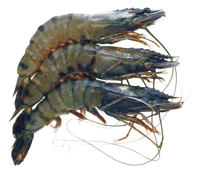 Whole Tiger Prawns, Frozen Raw, (Net Weight: +/-700g, 16-20) - Image 2