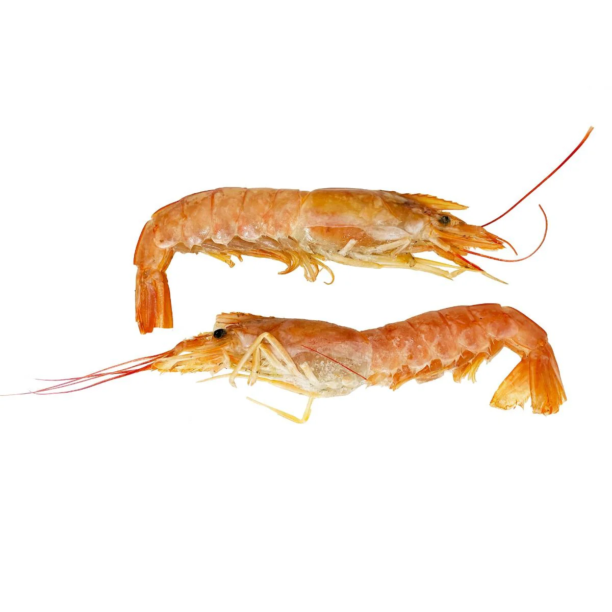 Wild Argentinian Prawns, Frozen Raw, +/-1kg - Image 2