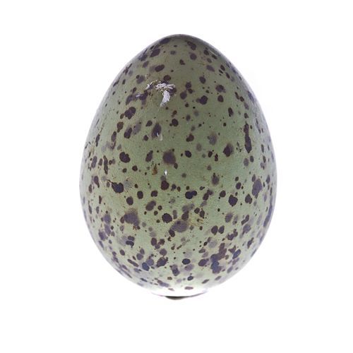 Wild Gulls' Eggs, Each - Image 3