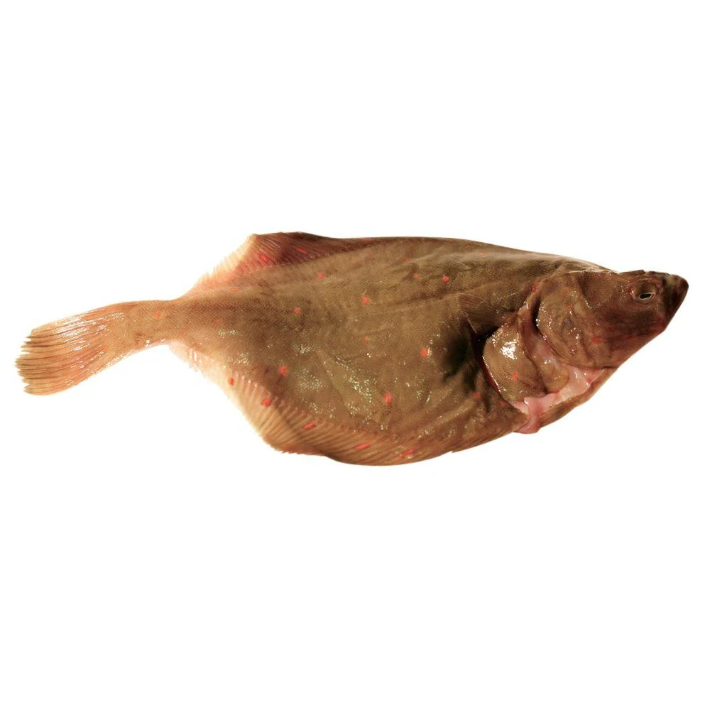 Wild Plaice, 2 x +/- 450-650g - Image 2